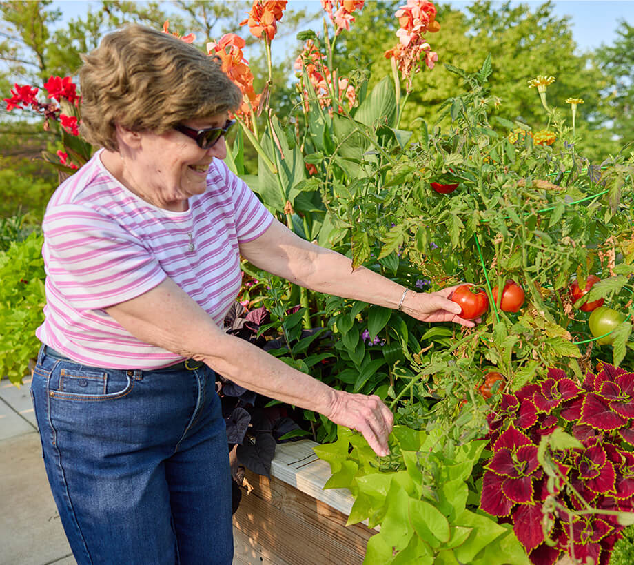 Resident in striped shirt picking tomatoes in a garden at a senior living community.